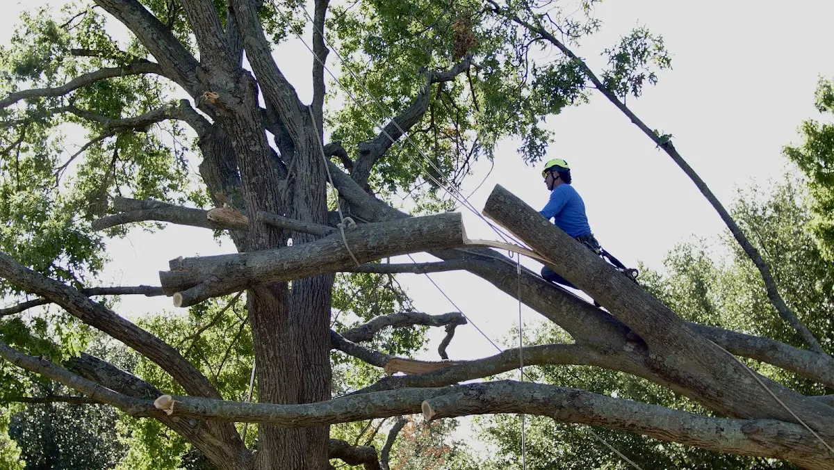 Professional Crown Thinning performed by certified arborists in Kiowa