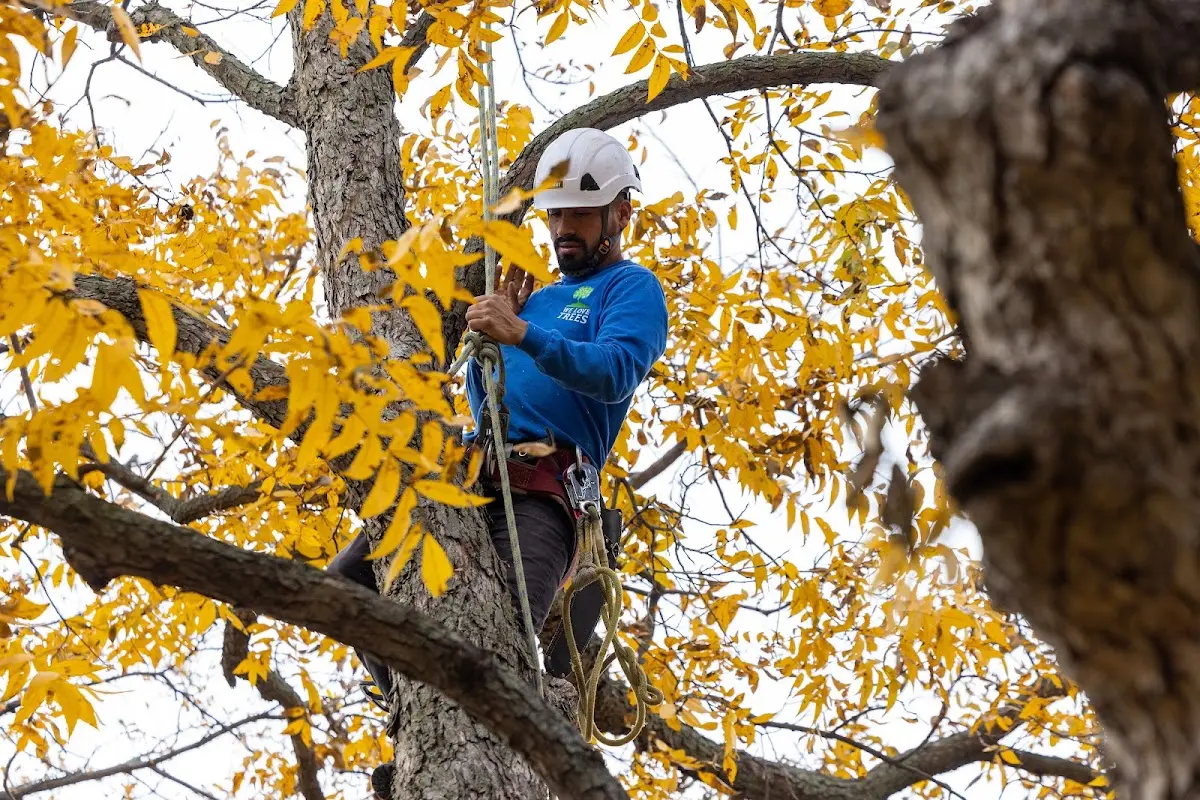 Skilled Tree Trimming crew working in Kiowa