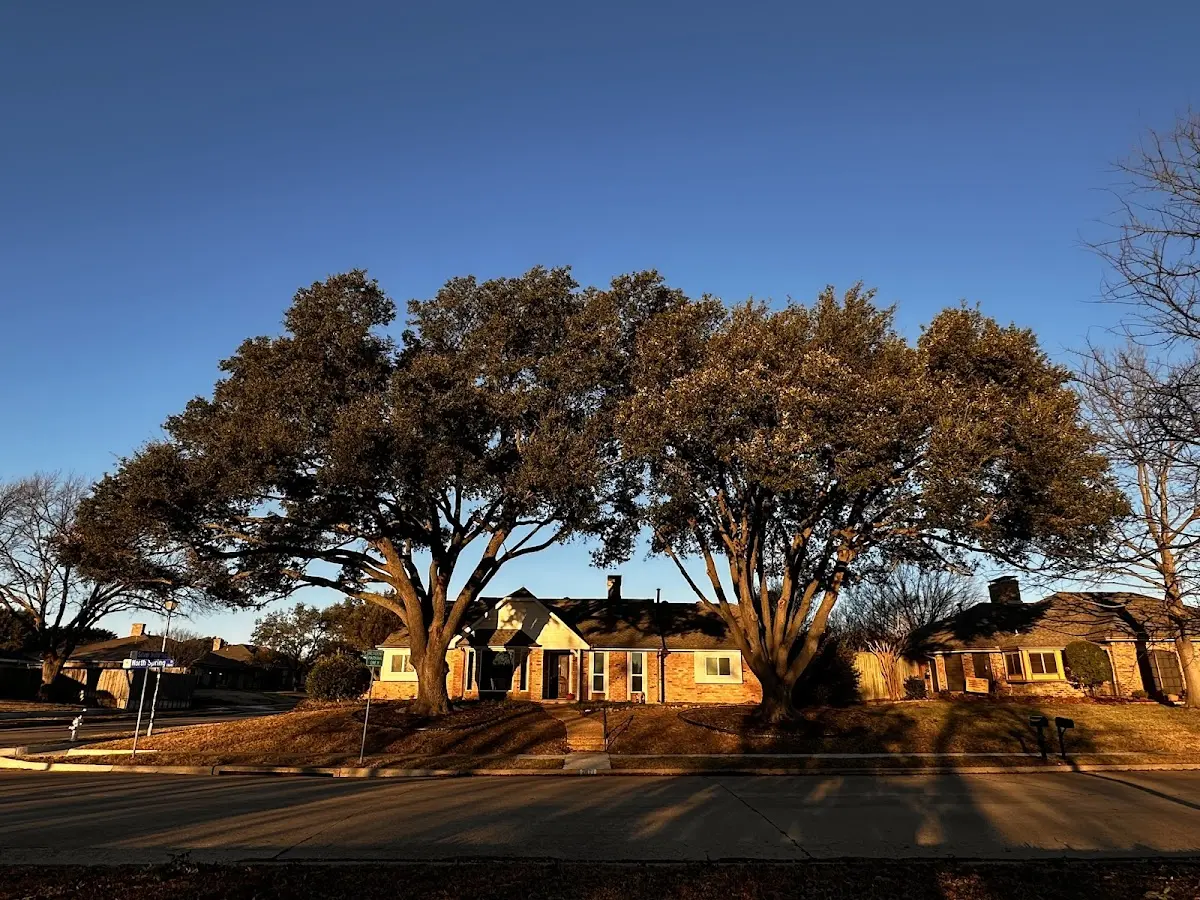 Established residential canopy tree shading a home in Kiowa